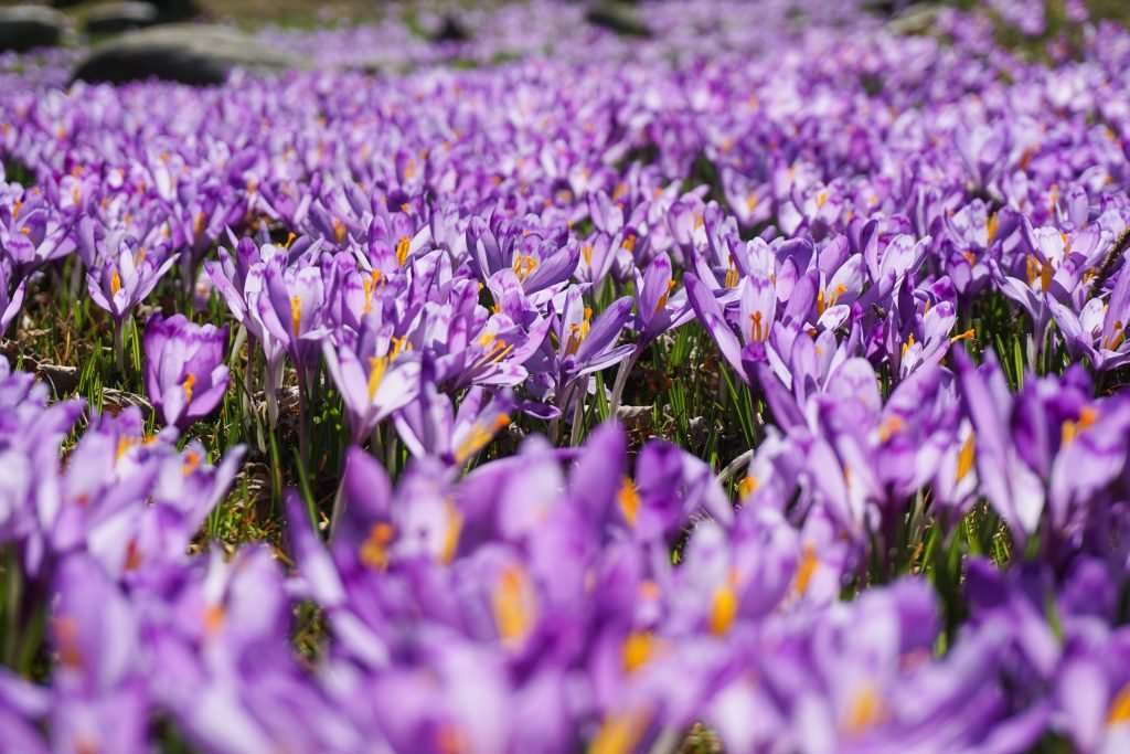 Handpicked Azerbaijan Saffron Threads in a Glass Jar