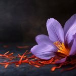 Farmers planting saffron bulbs on Absheron Peninsula in Azerbaijan